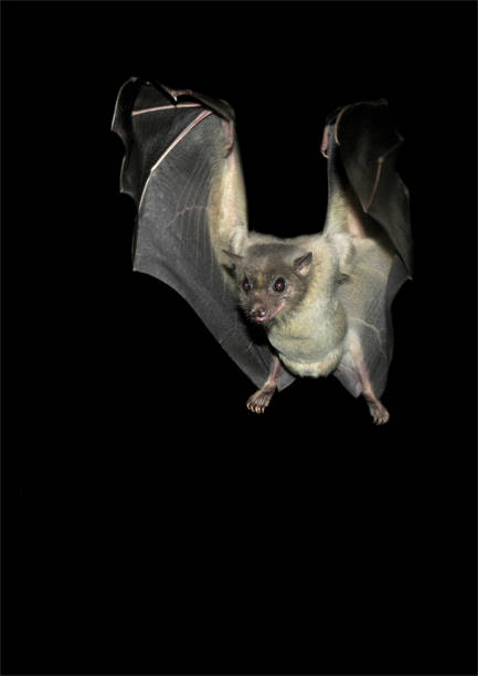 Egyptian Fruit Bat. Rousettus aegyptiacus. A front view of an Egyptian Fruit Bat with its legs spread ready to land. Well focussed and lots of detail. rousettus aegyptiacus stock pictures, royalty-free photos & images