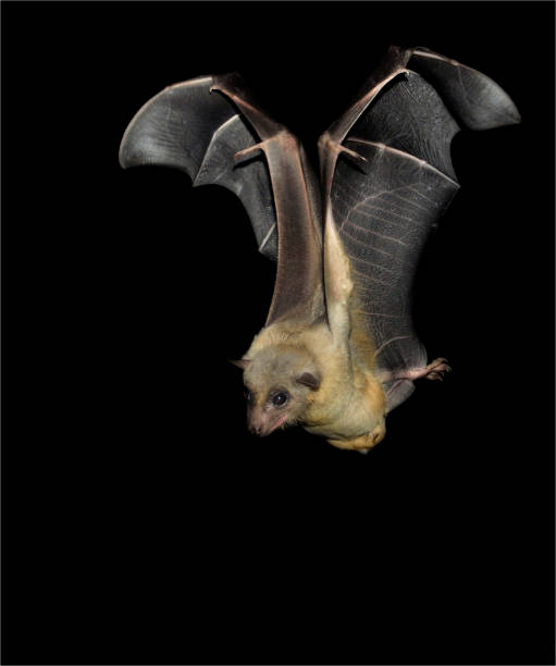 Egyptian Fruit Bat. Rousettus aegyptiacus. This is a quite a soft focused photo of an Egyptian Fruit Bat in flight. You can clearly see both claws on each wing and one foot. rousettus aegyptiacus stock pictures, royalty-free photos & images