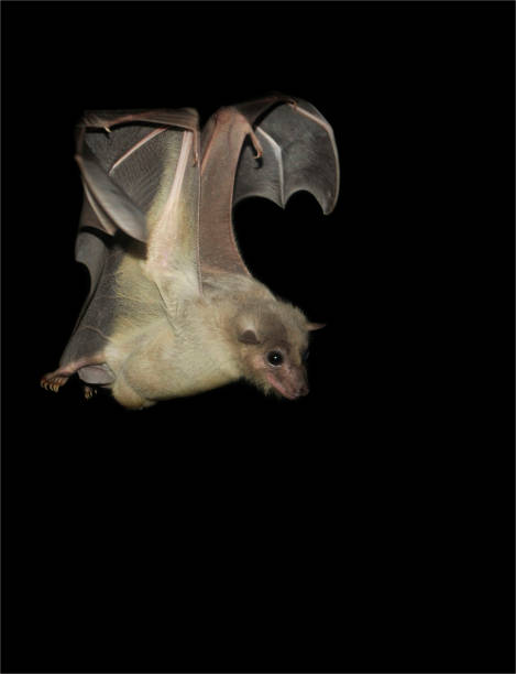 Egyptian Fruit Bat. Rousettus aegyptiacus. This is a soft focused photo of an Egyptian Fruit Bat in flight. You can clearly see both claws on each wing and both feet. rousettus aegyptiacus stock pictures, royalty-free photos & images
