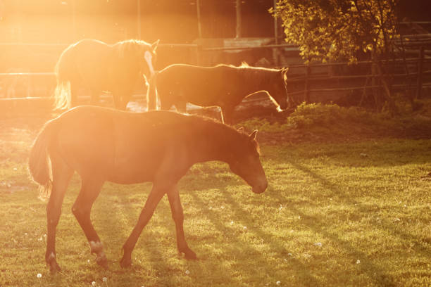 Beautiful horses of different colors, livestock on rural farm, animals grazing in agricultural field, horse portraits