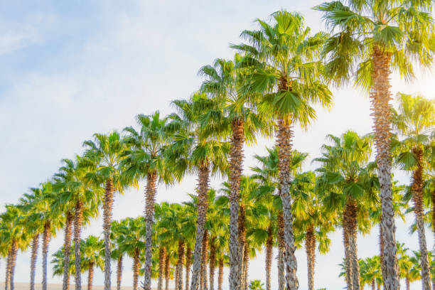 Row of alley of palms on a background of blue sky. Row of alley of palms on a background of blue sky trachycarpus photos stock pictures, royalty-free photos & images