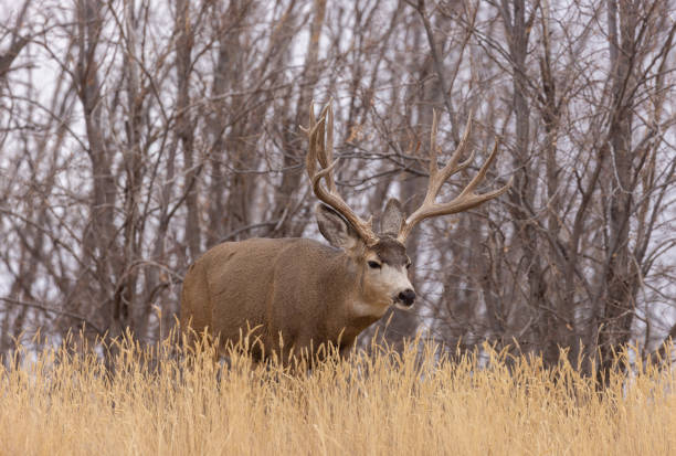istock Mule Deer Buck in the Fall Rut in Colorado 1369966419