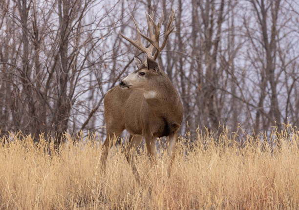istock Mule Deer Buck in the Fall Rut in Colorado 1369966725