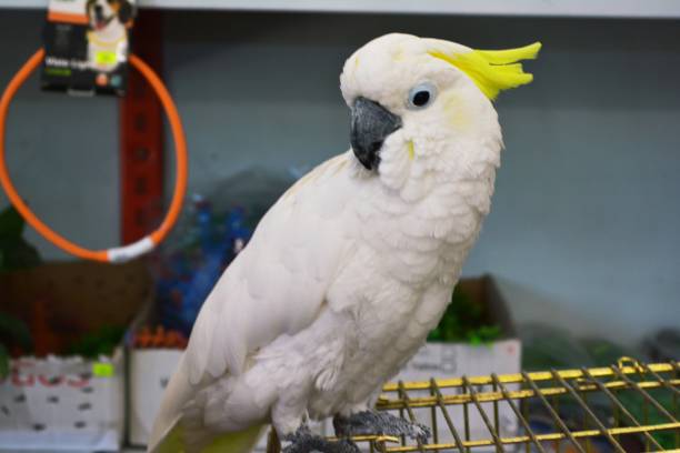 white kakadu - cockatoo stock-fotos und bilder