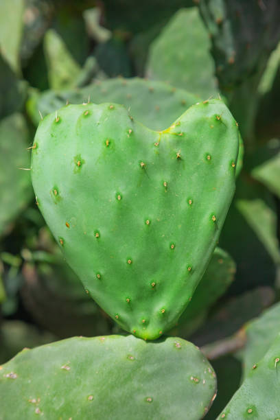 istock A closeup of prickly pear cactus 1369967563