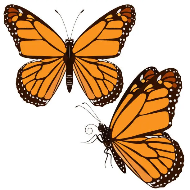 Vector illustration of Butterflies monarch, Danaus plexippus, isolated on white background.