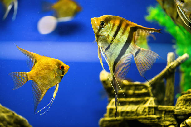 istock Angelfish Pterophyllum scalare. Scalar fish swims in aquarium on a blue background 1369968732