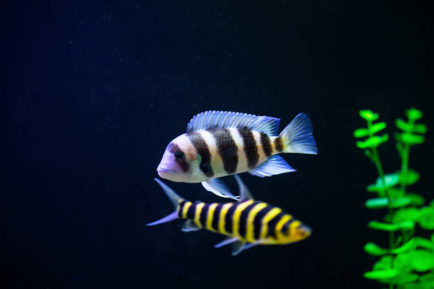 frontosa fish in aquarium. cyphotilapia foreheaded  (cyphotilapia frontosa) - cyphotilapia frontosa imagens e fotografias de stock