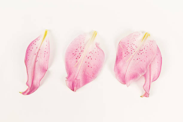 lilies