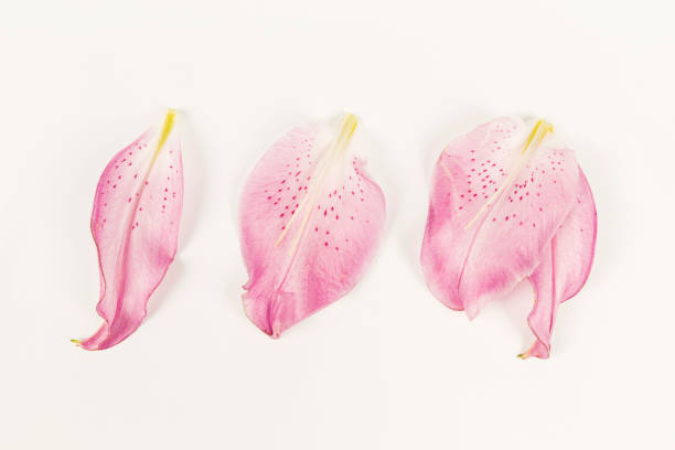 close-up lilies on a white background - single flower macro lotus close up imagens e fotografias de stock