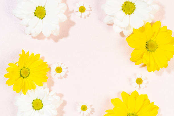 istock white and yellow daisies on a pink background 1369971470
