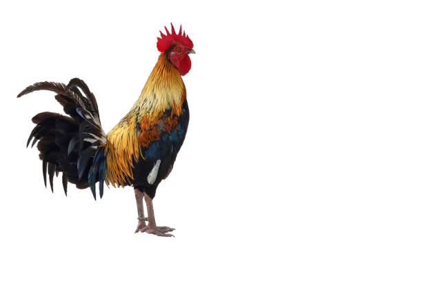 istock The fighting cock on white background have path 1369971517