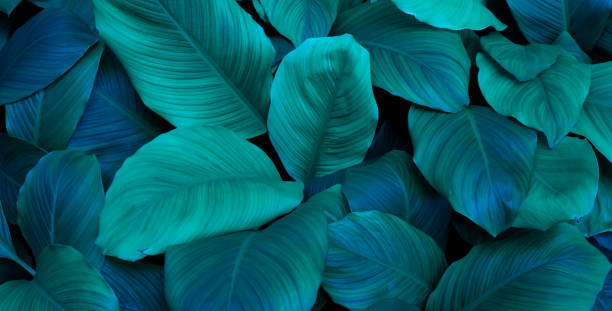 istock abstract green leaf texture, nature background, tropical leaf thailand 1369972743