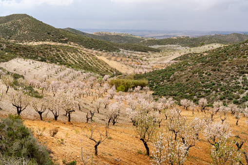 An almond trees blossoming in an almond orchard and plantation in of southern Spain