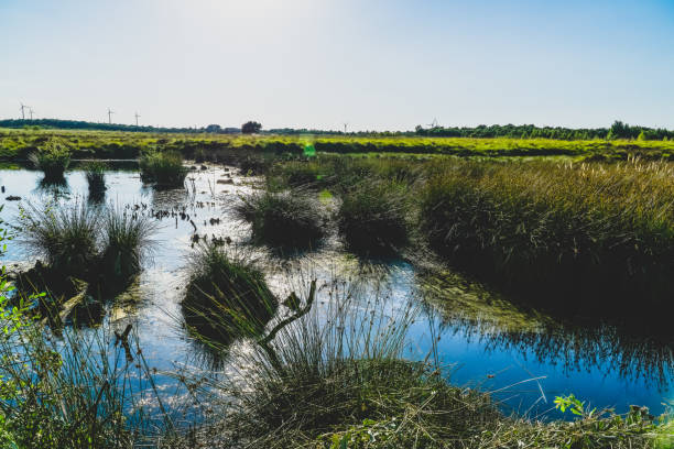 istock View of a moor area in Germany. 1369974723