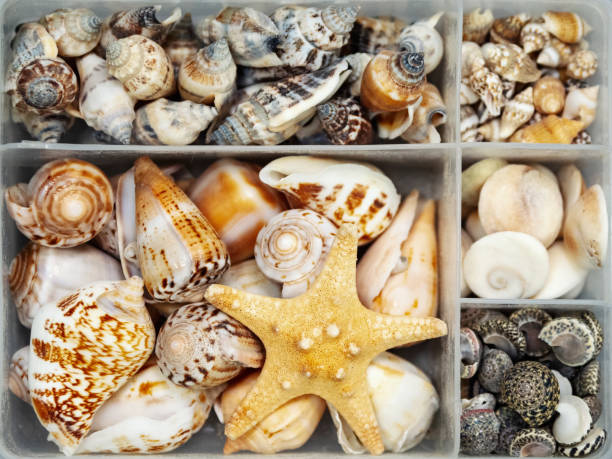 istock Set of seashells in a box. Yellow seashells set. Sea concept. 1369974904