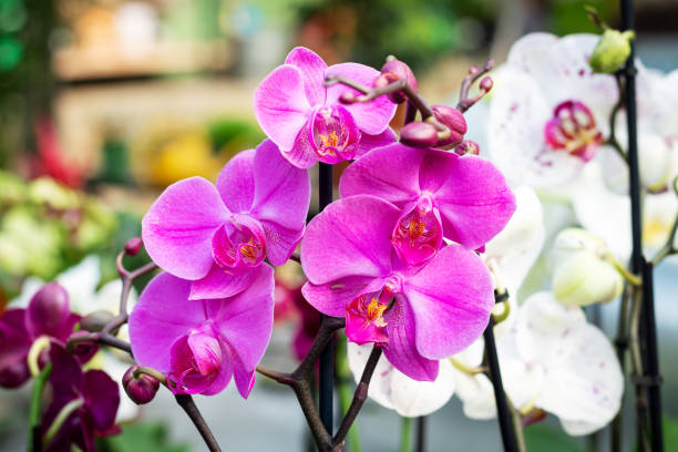 schöner lila orchidee phalaenopsis blütenhintergrund - orchidee stock-fotos und bilder