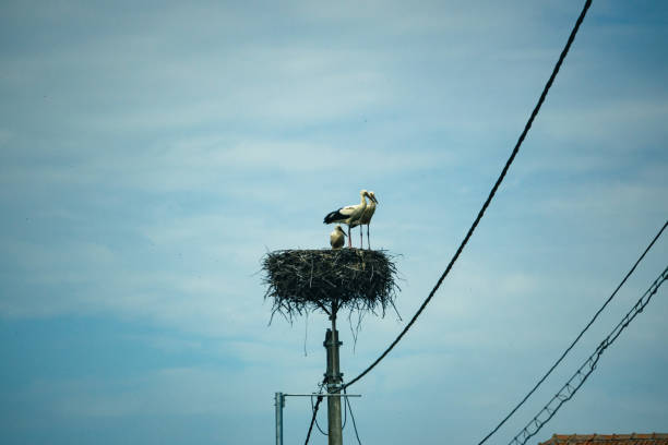 cigogne dans la nature - orth photos et images de collection