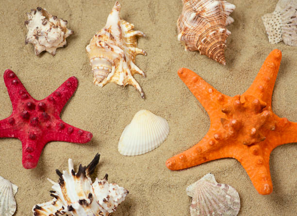 istock Summer background. Seashells and starfish close-up on the sand. 1369976583