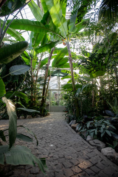 istock Lush botanical garden in the city 1369977040