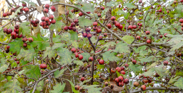 hawthorn berries green leaves Red fruits of the hawthorn bush berries on branches with thorns and green leaves in autumn. hawthorn maple stock pictures, royalty-free photos & images