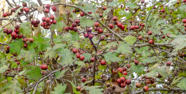 Photo of hawthorn berries green leaves