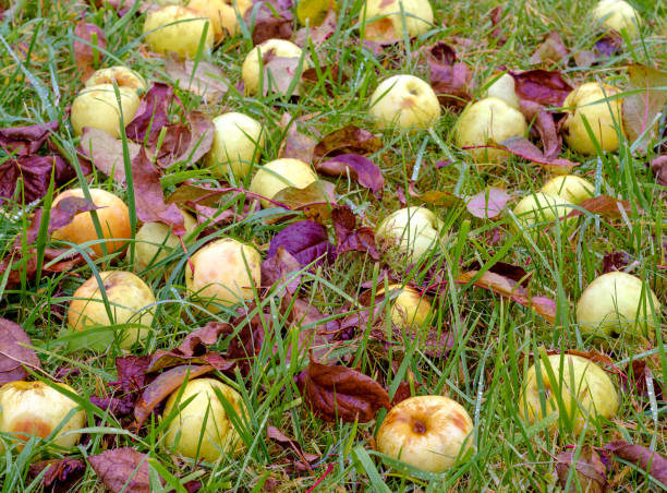 Mature large yellow apples of the Antonovka variety lie on the ground on the green grass in late autumn in a field in the background light in the rays of the sun in Russia.