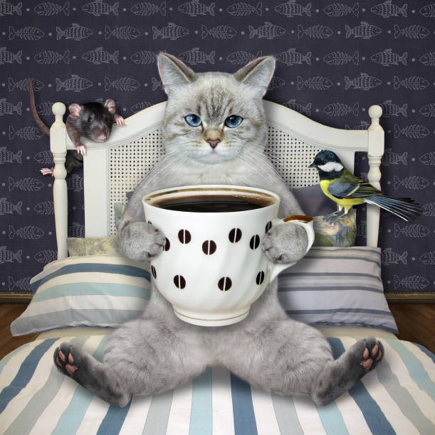 istock Cat ashen in bed drinking coffee 2 1369977739