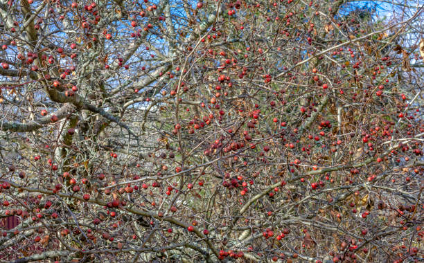 hawthorn fruit is a tree without leaves Fruits are red berries of a hawthorn tree on branches without leaves close-up in late autumn against a blue sky in sunny weather. hawthorn maple stock pictures, royalty-free photos & images