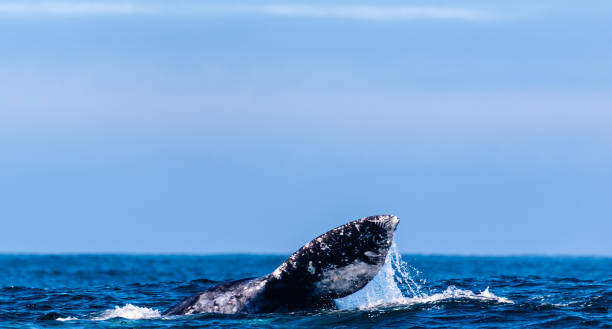 istock Tail of a grey whale 1369977859