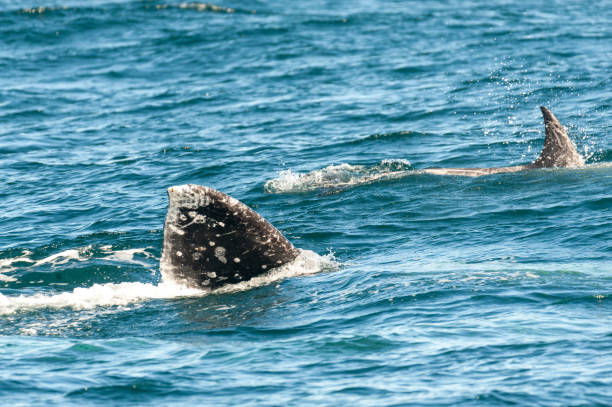 istock Tail fin of a Grey whale 1369977865