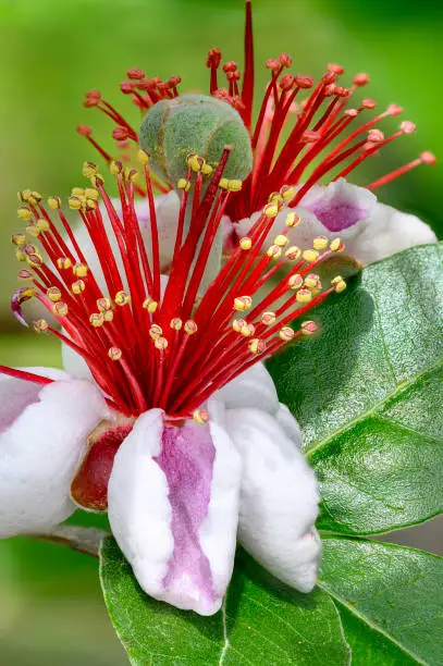Acca sellowiana is a species of flowering plant in the myrtle family, Myrtaceae. It is widely cultivated as an ornamental tree and for its fruit. Common names include feijoa, pineapple guava and guavasteen.