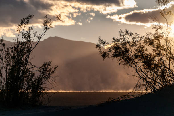 dust storm in death valley - mesquite tree imagens e fotografias de stock