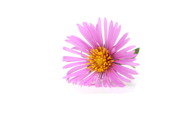 A flower (Asteraceae) of symphyotrichum