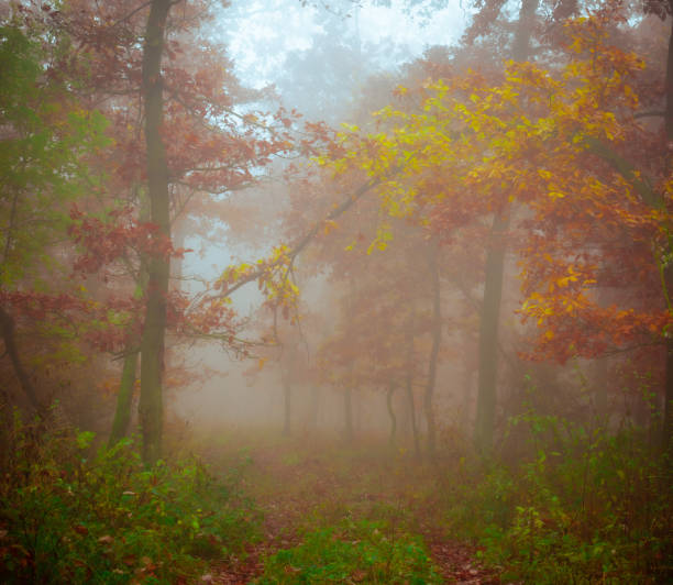 istock Mysterious foggy forest 1369978045