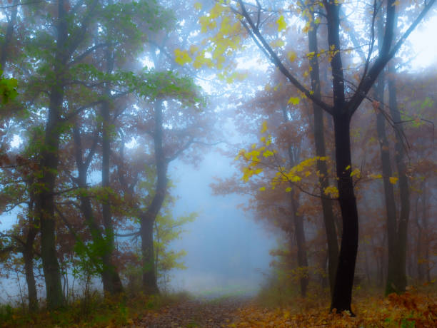 istock Mysterious foggy forest 1369978058