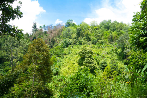 istock Tropical rainforest in Sukothai province 1369978147