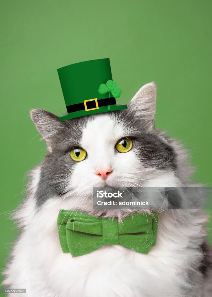 St Patrick's Day Kitty Cat A pretty white and gray longhair cat dressed in a leprechaun hat and green bow tie. St. Patrick's Day Stock Photo