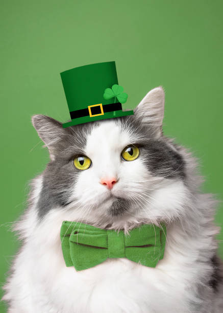 A pretty white and gray longhair cat dressed in a leprechaun hat and green bow tie.