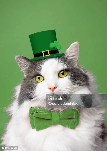 St Patricks Day Kitty Cat Stock Photo - Download Image Now - St. Patrick's Day, Domestic Cat, Luck