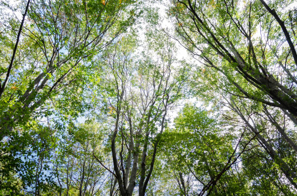 istock A clear blue sky shines through the branches of a green forest 1369979848