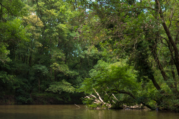 istock The Longoz forests flow along the Ropotamo River in Bulgaria 1369980233