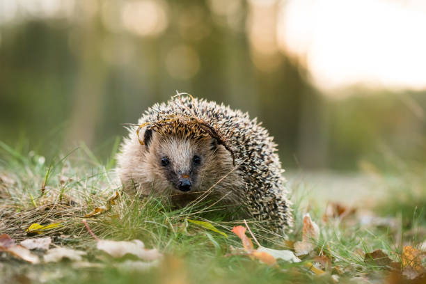 European hedgehog (Erinaceus europaeus) Young hedgehog european hedgehog stock pictures, royalty-free photos & images