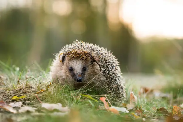 Young hedgehog