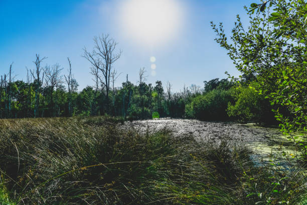 A bog in very hot weather.