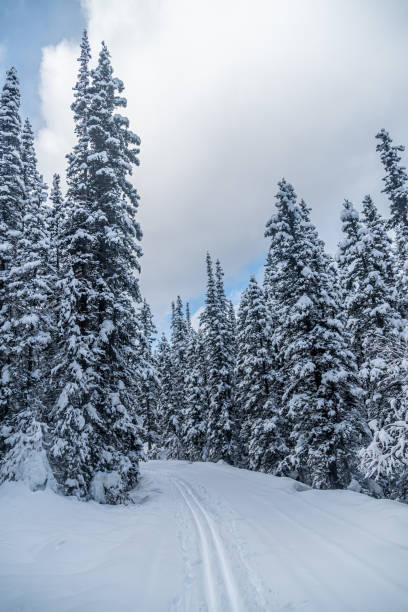 istock Winter forest in Banff Park 1369980807