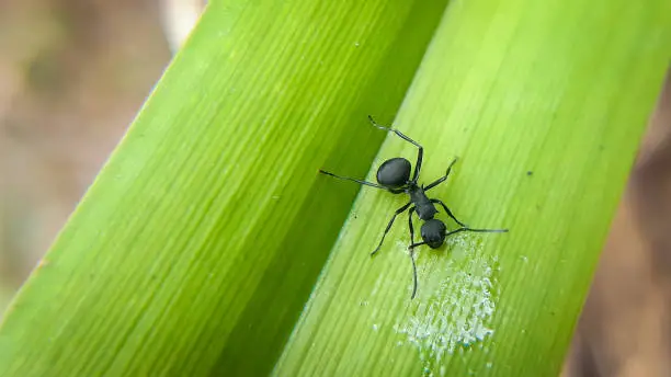 Beautiful black carpenter ant on green leaf