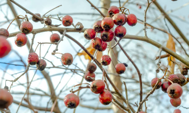 hawthorn berries without leaves from below The fruits are red berries of a hawthorn tree on branches without leaves close-up in late autumn with a blurry background. hawthorn maple stock pictures, royalty-free photos & images