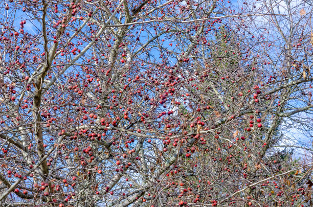 hawthorn berries without leaves sky The fruits are red berries of a hawthorn tree on branches without leaves in late autumn against a blue sky background. hawthorn maple stock pictures, royalty-free photos & images