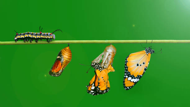 istock Monarch Butterfly , caterpillar, pupa and emerging with clipping path. 1369981199